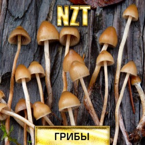 Грибы лсд галлюцинагенные